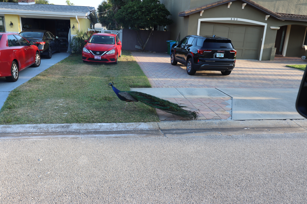 Peacock Beach Mascot