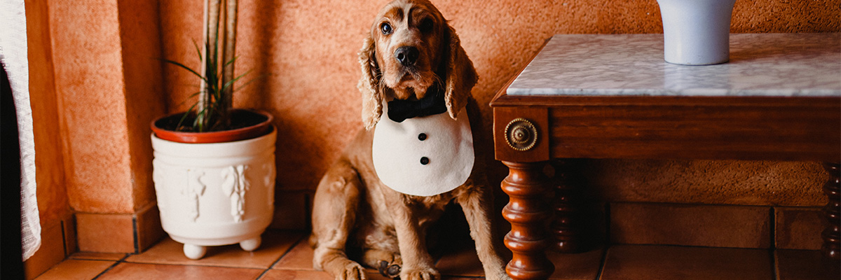 dogs-playing-in-the-woods